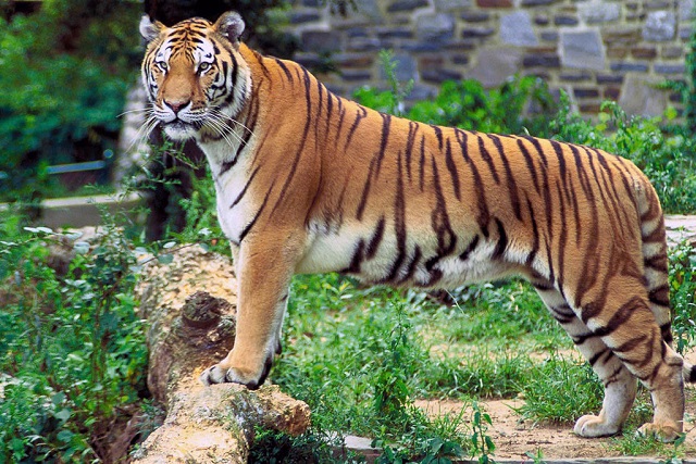 1024px-Panthera_tigris_tigris